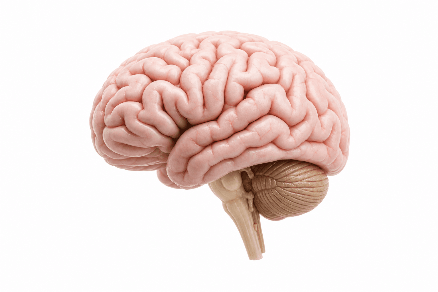 Neurology